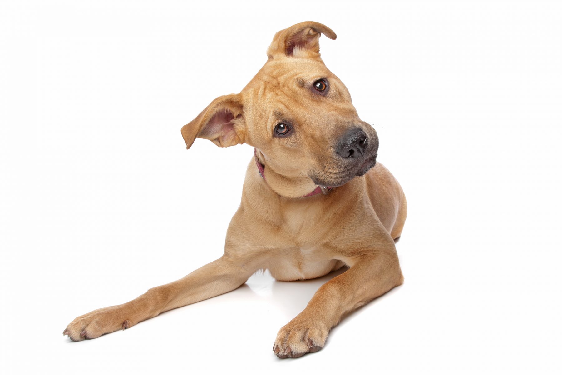 A brown dog laying down on a white background.